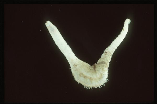 Photo of Pentamera rigida by Royal BC Museum